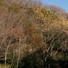 冬枯れ 