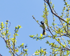 奥琵琶湖のシジュウカラ