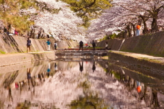 春の夙川