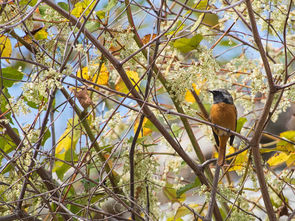 羽根の休息、秋の午後