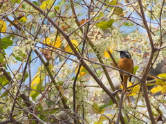 羽根の休息、秋の午後