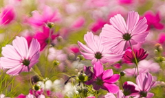 コスモスの園