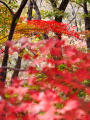 六甲山の秋彩
