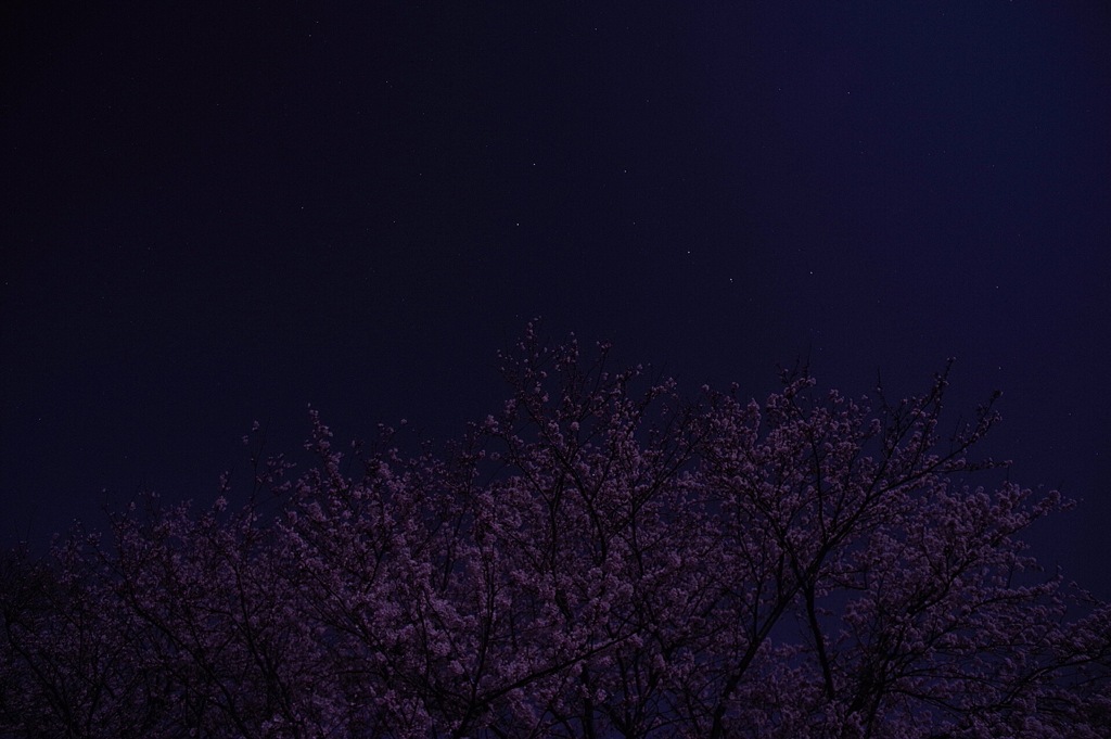 夜桜と北斗七星