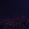 夜桜と北斗七星