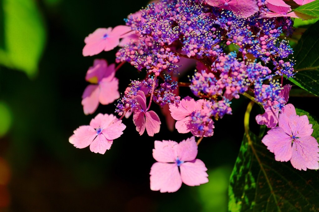 紫陽花