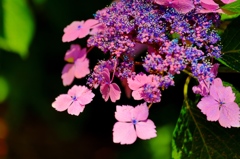 紫陽花