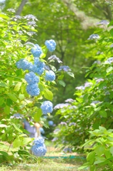 紫陽花