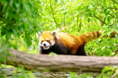 王子動物園