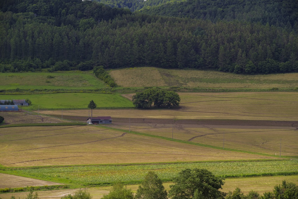 北海道の畑