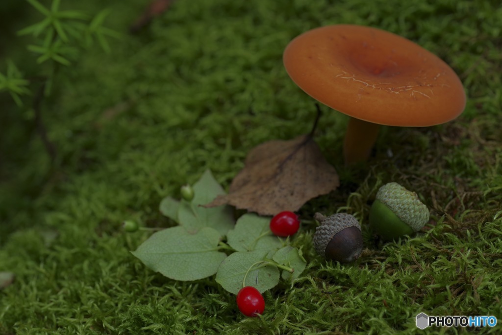 秋の森
