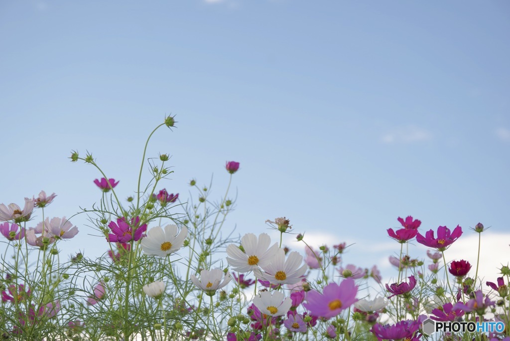 秋の花