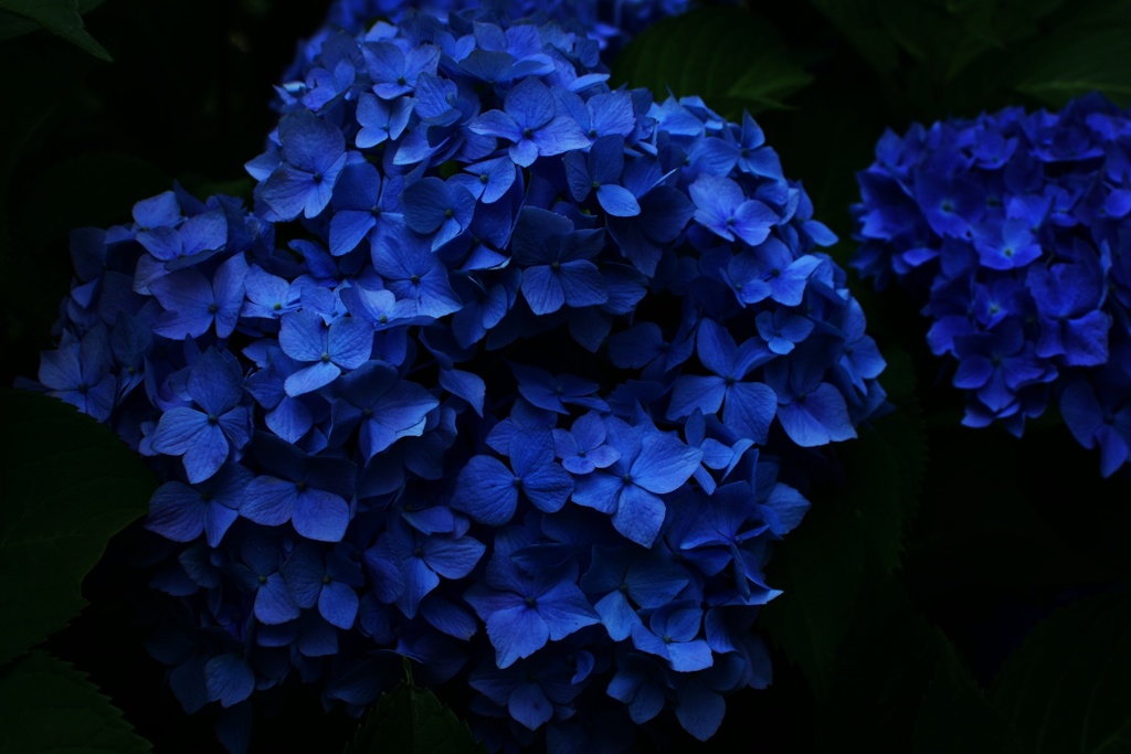 碧紫陽花