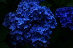 碧紫陽花