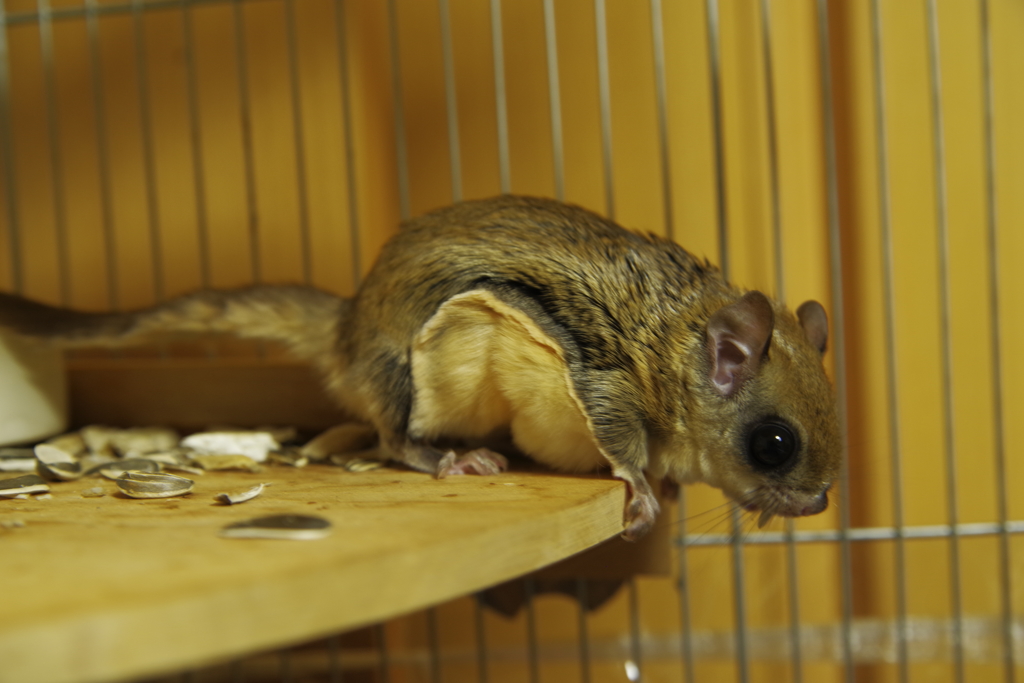 家のペットのアメリカモモンガ