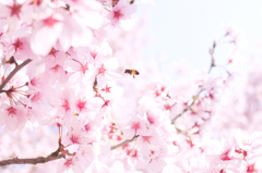 春、桜とみつばち