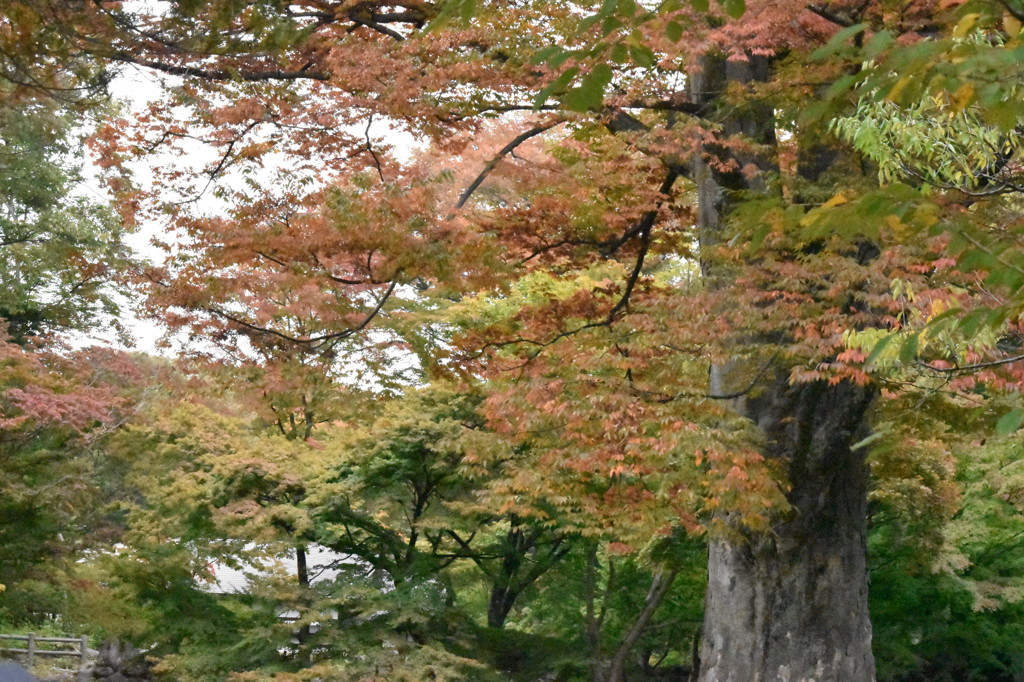 これもなかなか