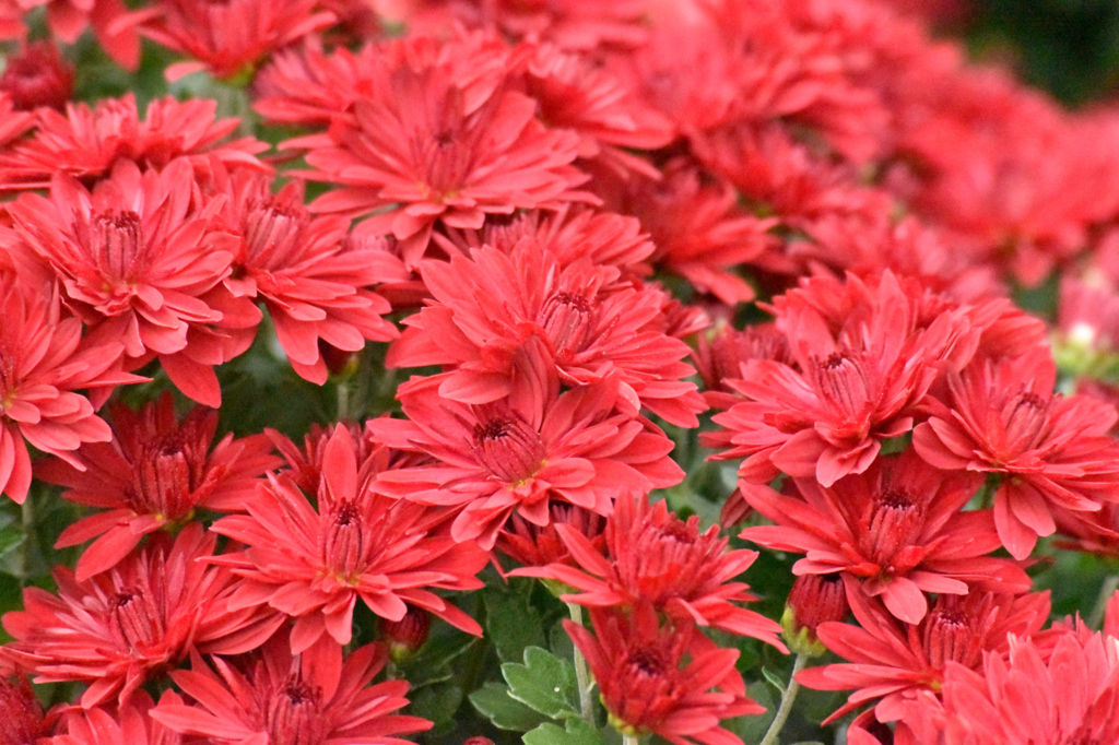 赤い菊の花 By Tkanan Tカナン Id 写真共有サイト Photohito