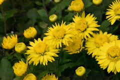 黄色い菊（1）