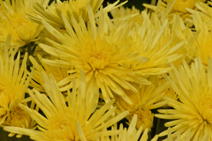 黄色い菊（2）