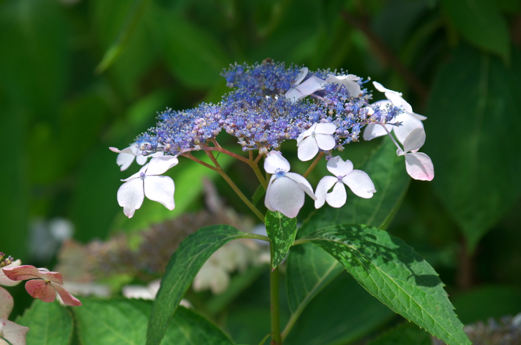 紫陽花③