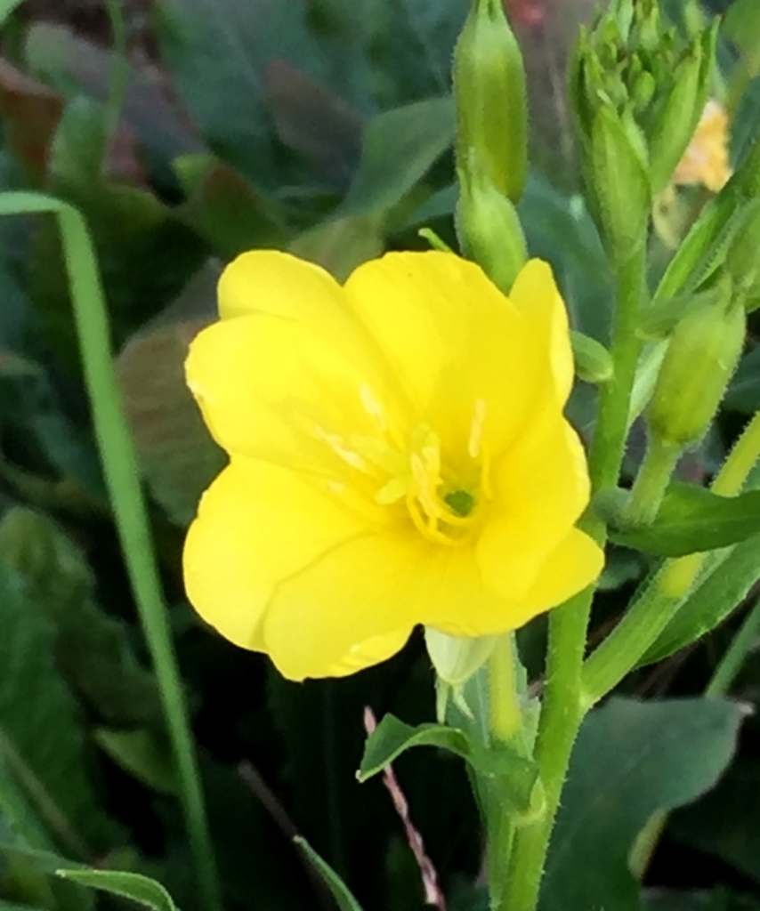 黄色い花