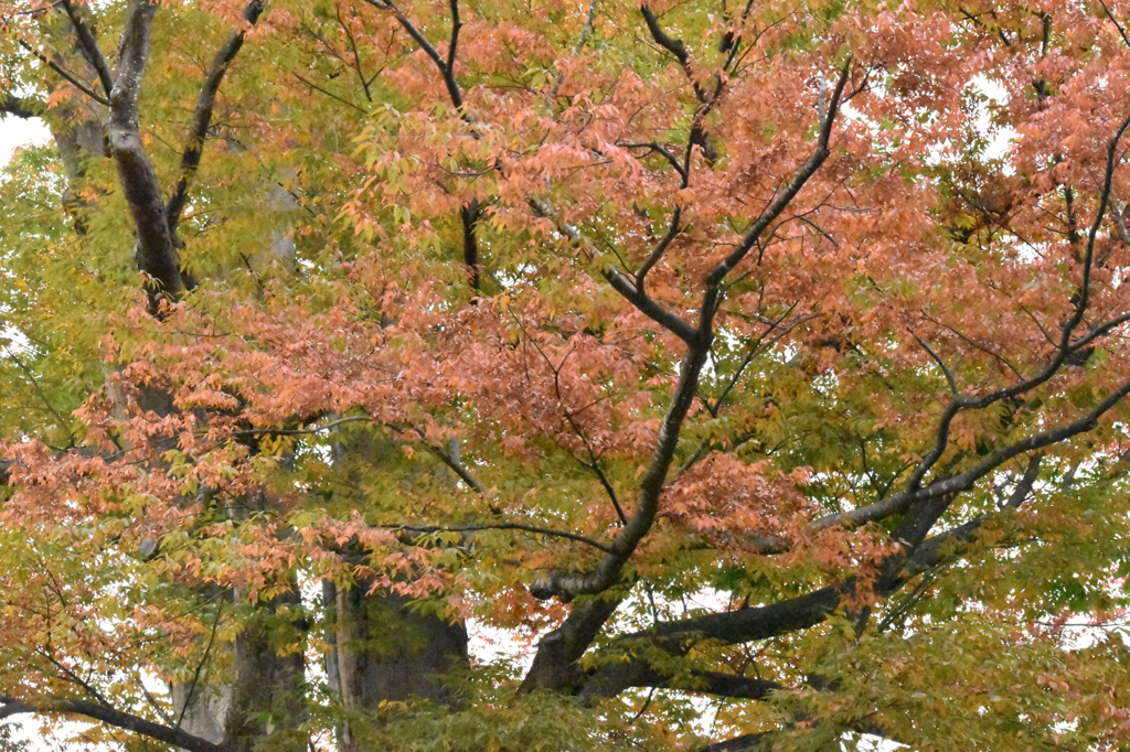 これは欅の紅葉