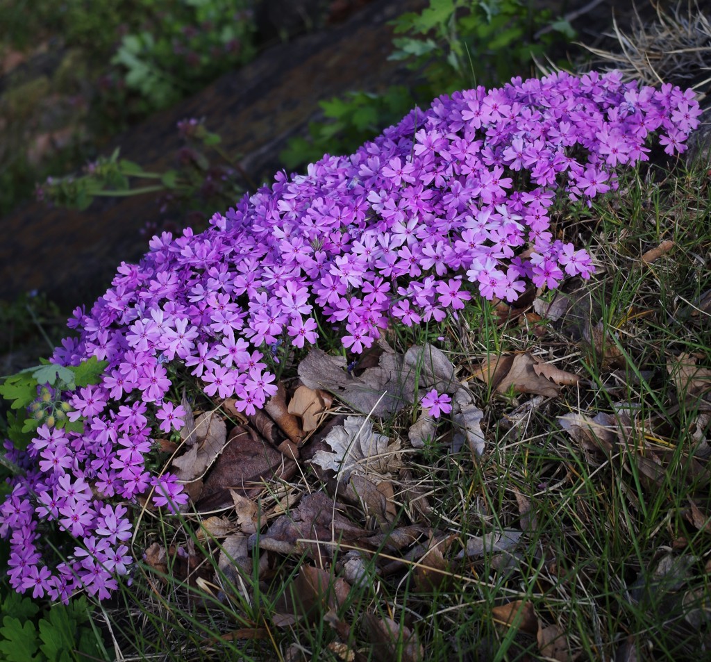 芝桜