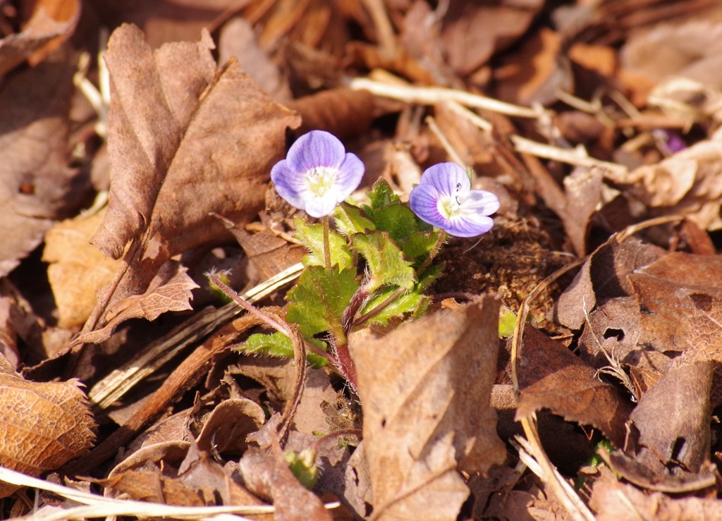 オオイヌノフグリ-(2)