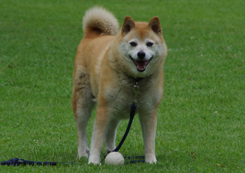 柴犬_105