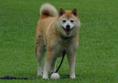 柴犬_105