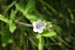 ゲンノショウコの花2_039