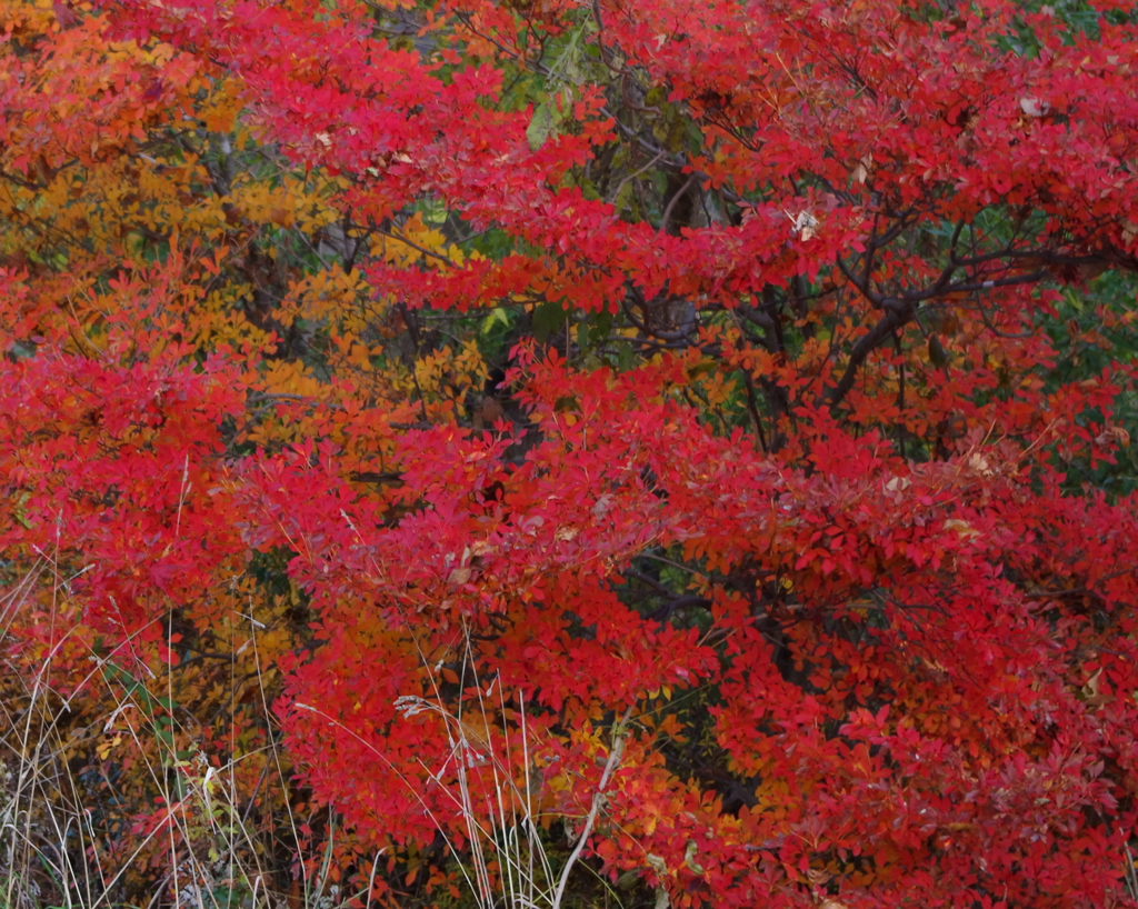 限りなく紅く