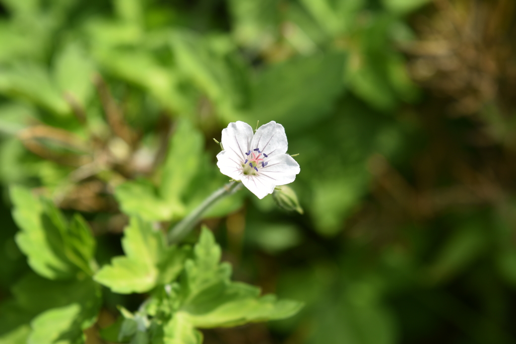 ゲンノショウコの花1