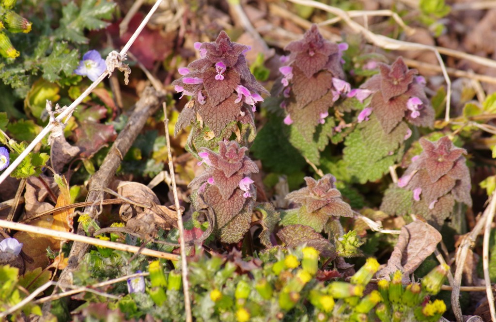 ヒメオドリコソウ