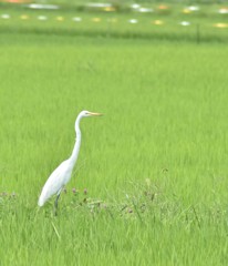 【ダイサギ】おw‼白鷺(シロサギ・シラサギ)