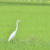 【ダイサギ】おw‼白鷺(シロサギ・シラサギ)