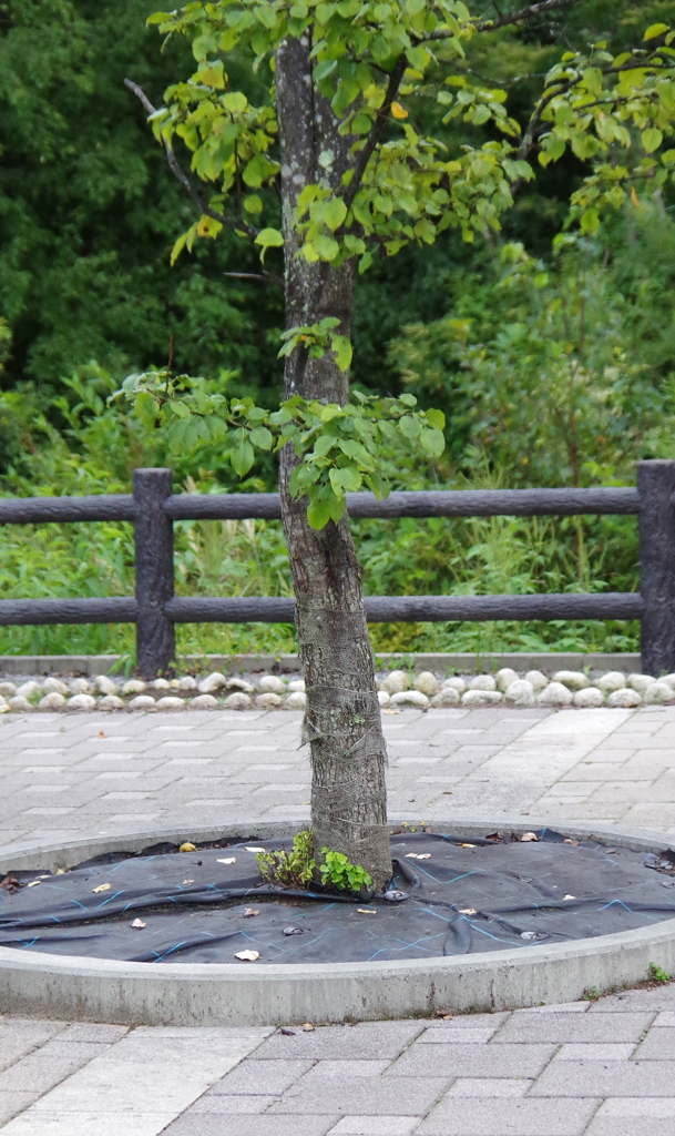 幹が気になる樹木