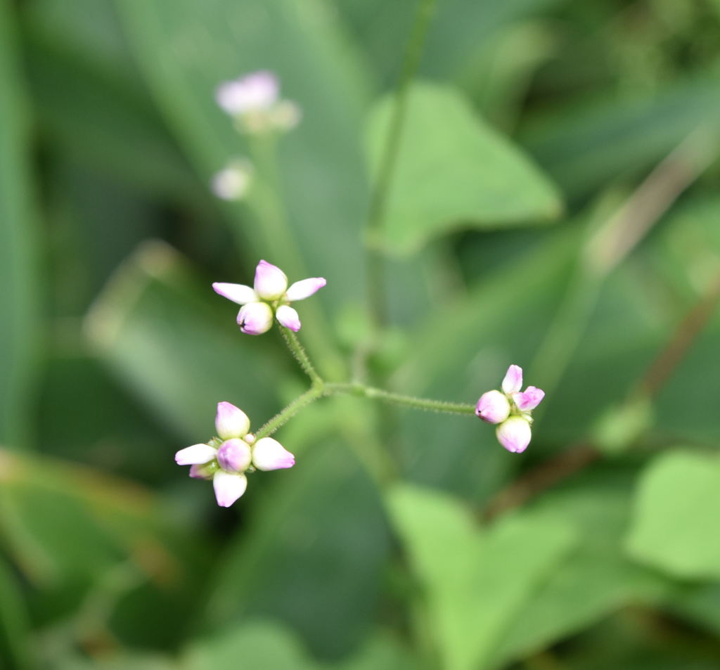 路傍の蕾2
