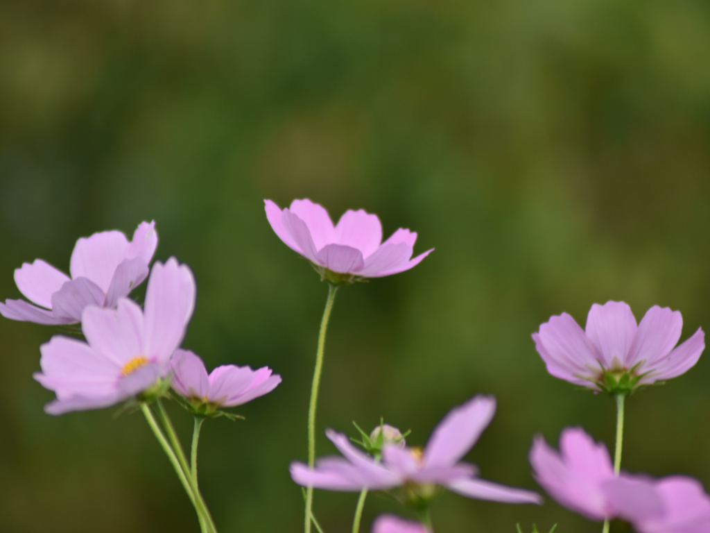 秋桜