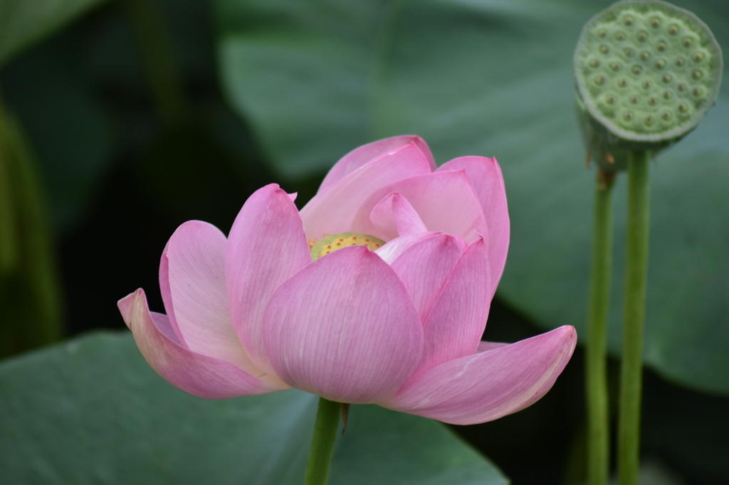 蓮の花