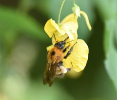 ミツバチ_e