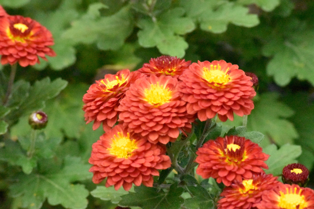 赤い菊（1）