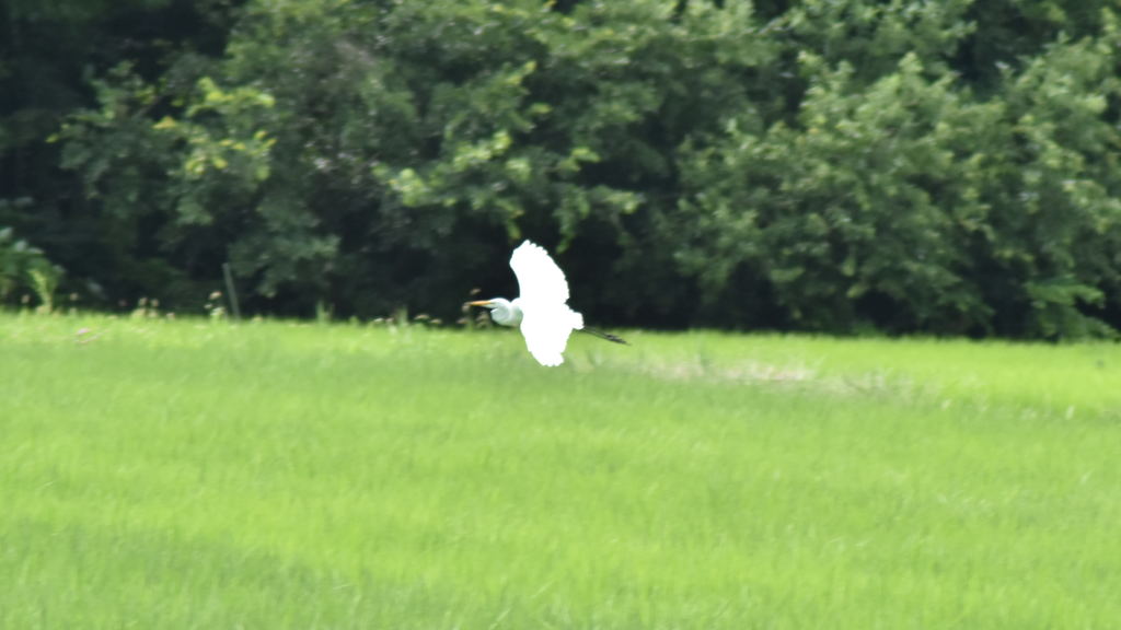 白鷺飛んできた