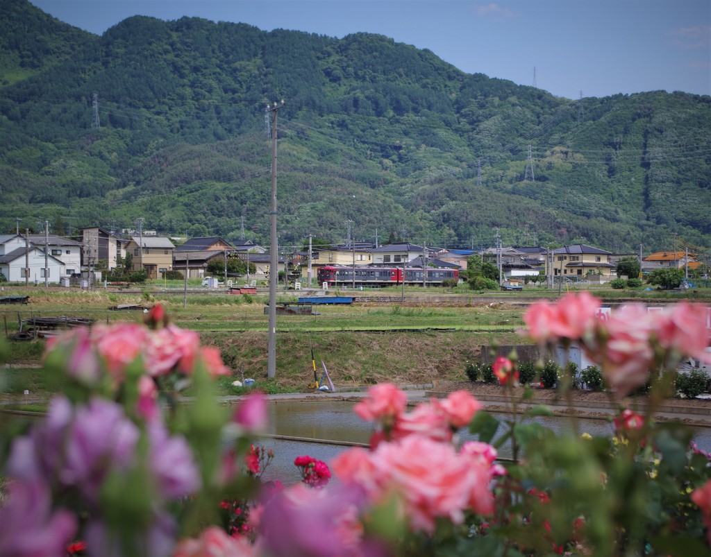 バラ園から鉄道車両を撮る