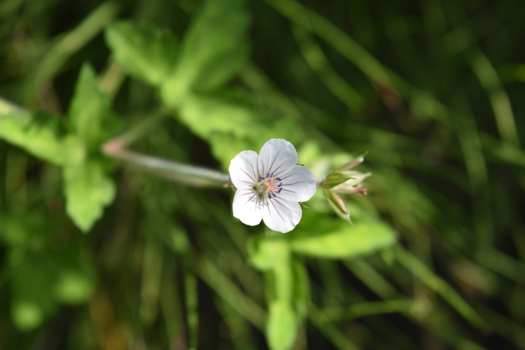 ゲンノショウコの花2