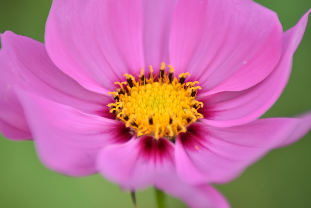 COSMOS