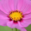 COSMOS