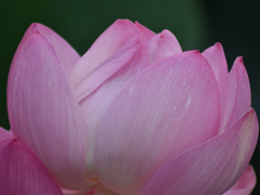蓮(花)_146