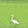 【ダイサギ】おw‼白鷺(シロサギ・シラサギ)(2)